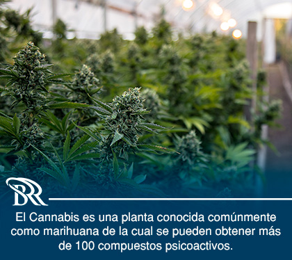 Siembra y Cultivo de Cannabis en Costa Rica